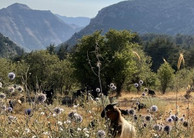 Nordlibanon Natur und Ziegen